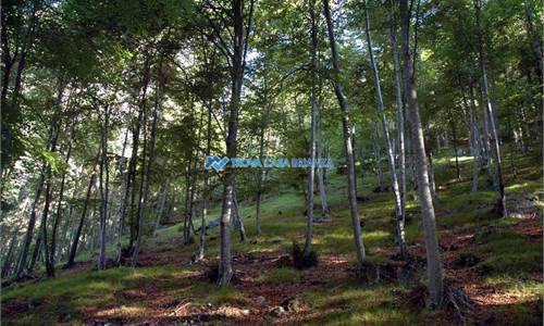 Agricultural Field for Sale in Cermenate